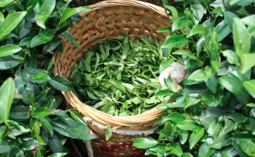 河南茶叶及茶制品检测,茶叶及茶制品检测费用,茶叶及茶制品检测机构,茶叶及茶制品检测项目